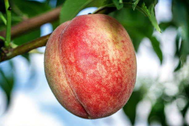 istock Sweet peach fruits growing on a peach tree branch 544971512