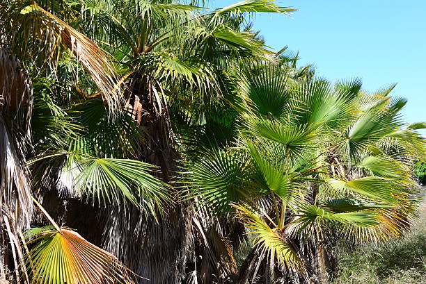 istock In the PalmEngarten - Jungle - Palm Leaves - Spain 544972006