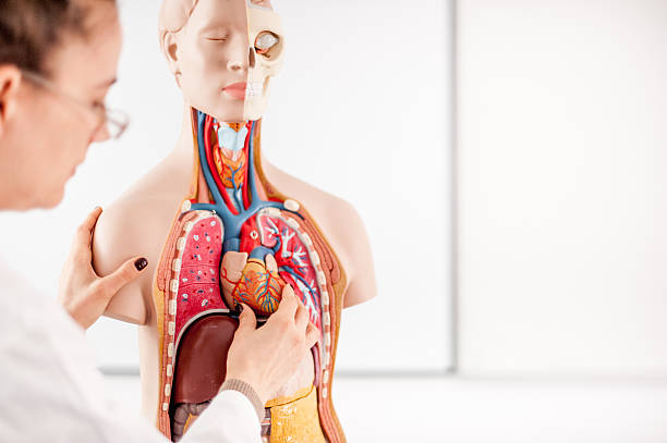 女医指導解剖学的モデルを使用 - anatomical model ストックフォトと画像