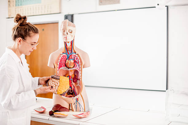 feminino médico dando usando o modelo anatômico - aula de biologia - fotografias e filmes do acervo