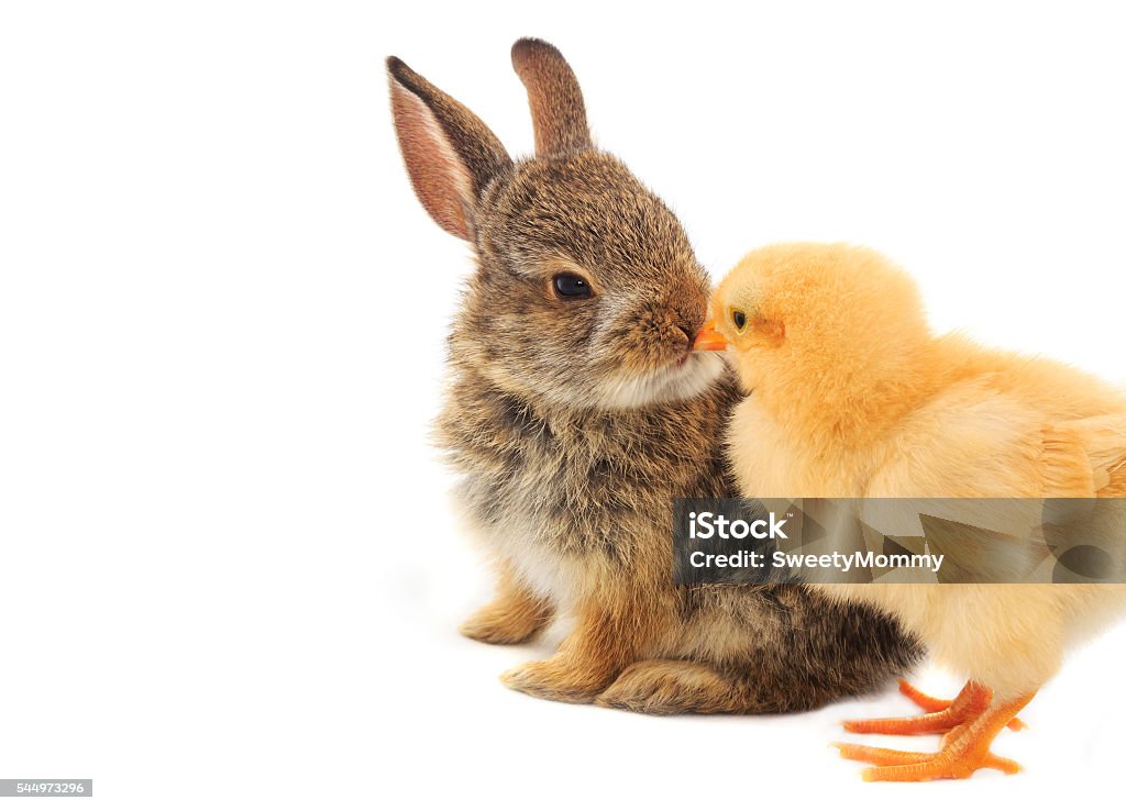 Bunny & Chick A cute shot of a baby rabbit and chick nose to nose On a white background. Rabbit - Animal Stock Photo