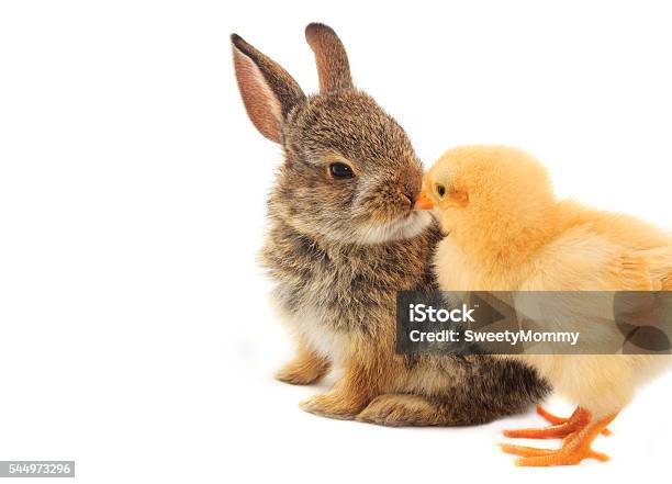 Bunny Chick Stock Photo - Download Image Now - Rabbit - Animal, Young Bird, Baby Chicken