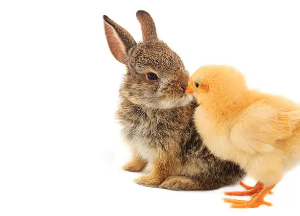 A cute shot of a baby rabbit and chick nose to nose On a white background.