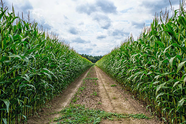 istock Agricultural field on which the green corn grows 544973890