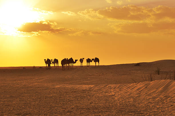 istock Camels on Sahara Desert 544974380