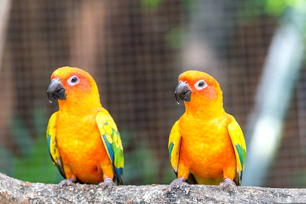 istock Lovely sun conure parrot birds on the perch. 544976776