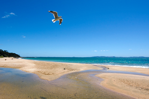 Seagull flies over Cable Bay Beach in Doubtless Bay, New Zealand
