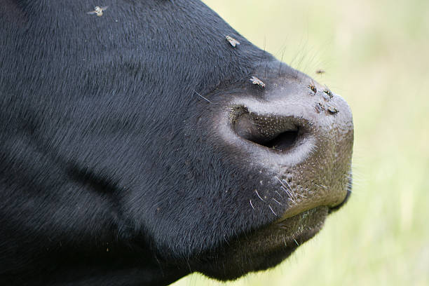 istock Cow's nose with flies on it, in profile 544979456