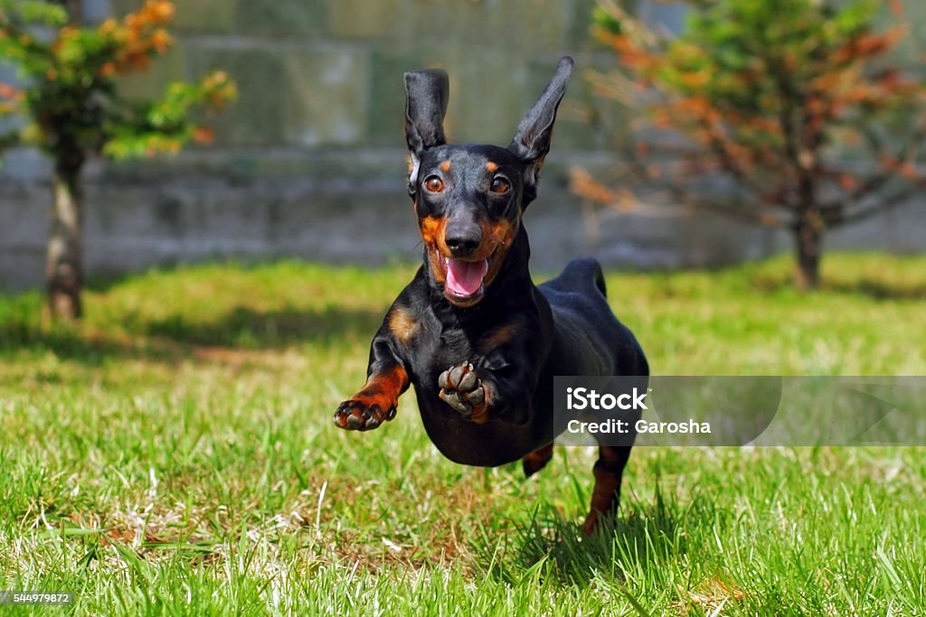 chien heureux Nain à poil allemand Teckel jouant dans le dos - Photo de Teckel libre de droits