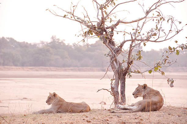 istock Mother and young lion at rest 544980320