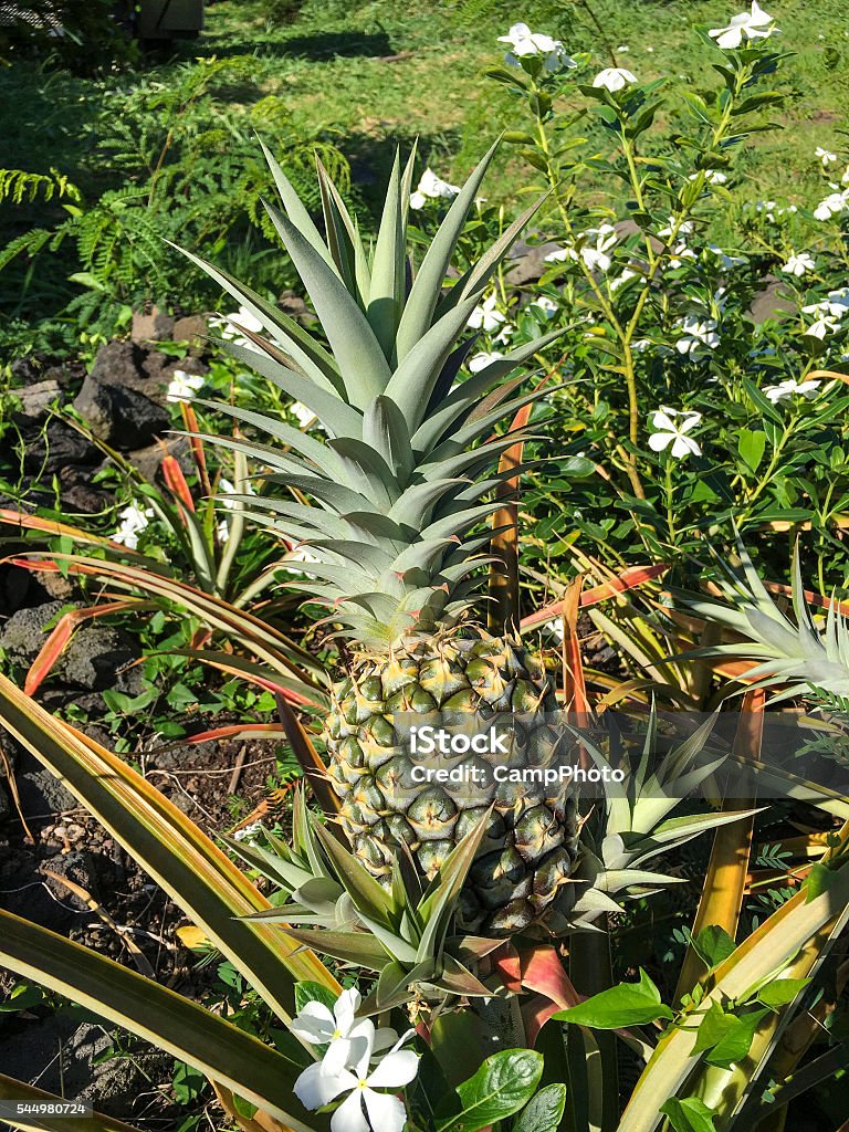 Pineapple garden Almost ripe organic pineapple. Big Island, Hawaii. Agriculture Stock Photo