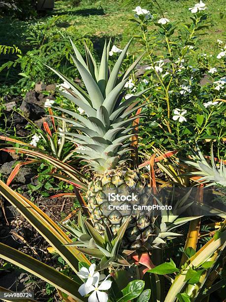 Pineapple Garden Stock Photo - Download Image Now - Agriculture, Beauty In Nature, Big Island - Hawaii Islands