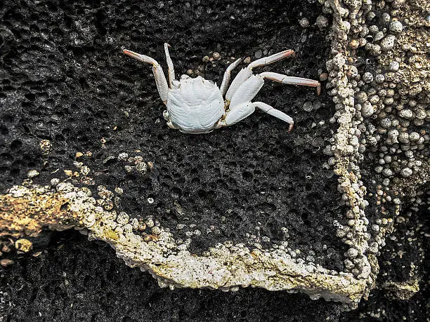 Photo of Crab on lave rock