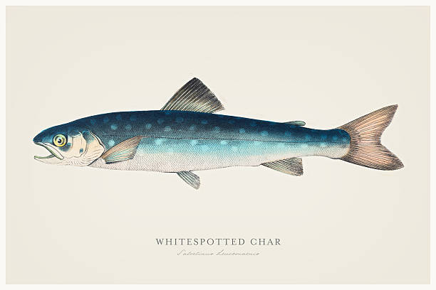 stockillustraties, clipart, cartoons en iconen met whitespotted char trout 1856 - trekzalm