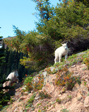 Mountain Goat - Baby kid climbing up Hurricane Hill / Ridge path in Olympic National Park in Washington state USA