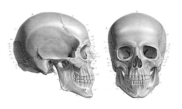 menschlicher schädel anatomie-illustration 1866 - animal skull illustrations stock-grafiken, -clipart, -cartoons und -symbole