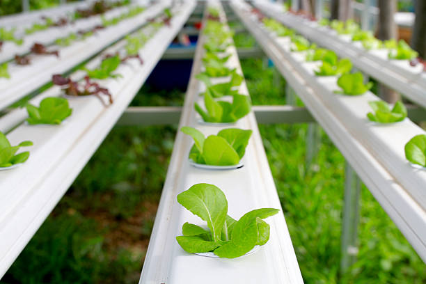 istock Step set-grown Hydroponic And How to grow carefully. 544984010