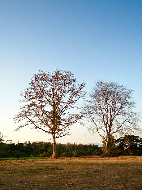 Bare tree on a clear evening stock photo