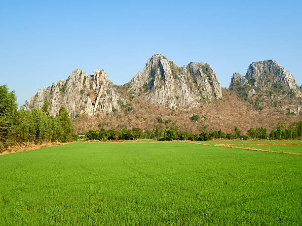 Paddy field at the country side on a clear day stock photo