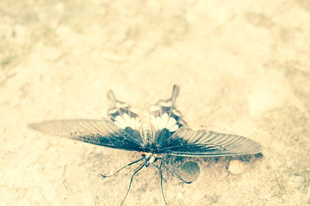Butterfly in black and white used for background