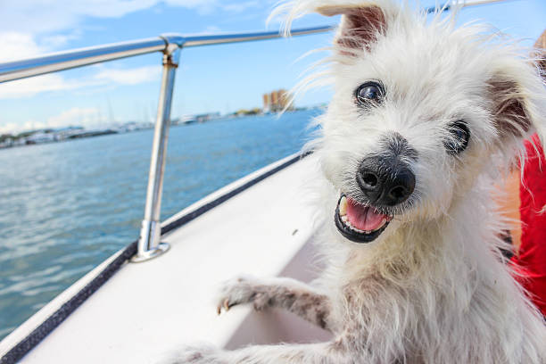 cão de barco - nautical vessel motorboating motorboat fun imagens e fotografias de stock