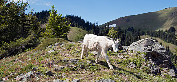 mother nanny mountain goat descending hurricane ridge in olympic national - hurrican imagens e fotografias de stock