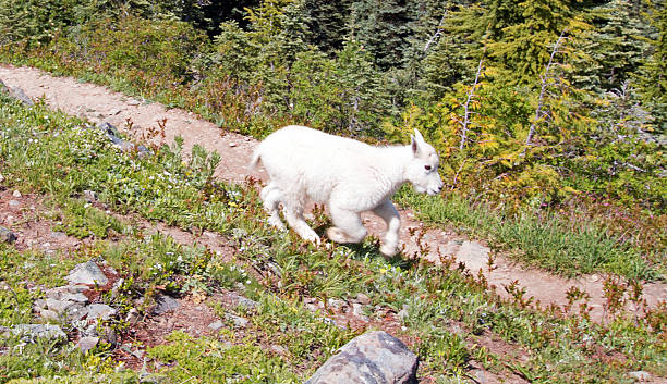 baby kid mountain goat descending hurricane hill / ridge - hurrican imagens e fotografias de stock