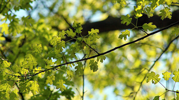 istock Branches of Oak leaves 544987614