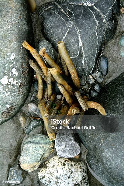 Tube Worms Stock Photo - Download Image Now - Tube Worm, Beach, British Columbia