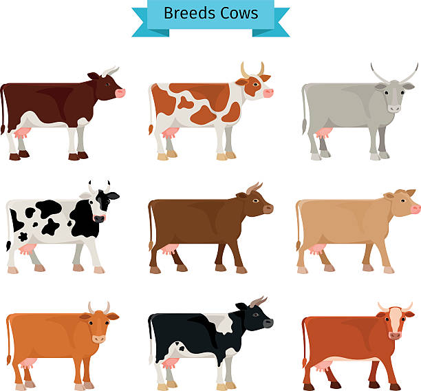 Cow flat icons Cow flat icons. Vector cows of different colors ayrshire cattle stock illustrations