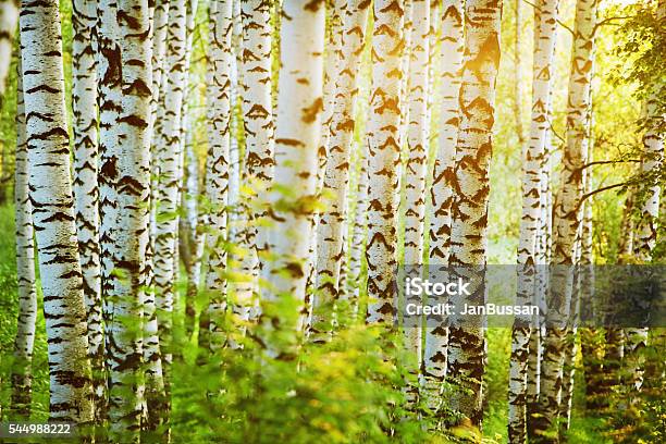 Forest Birch Stock Photo - Download Image Now - Birch Tree, Branch - Plant Part, Color Image