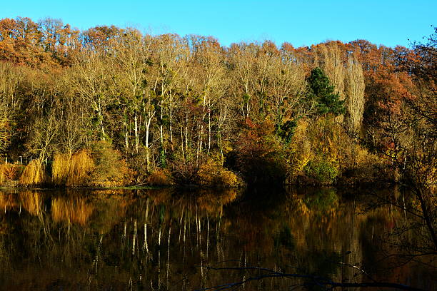 istock autumn landscape with trees on lake or river 544989160