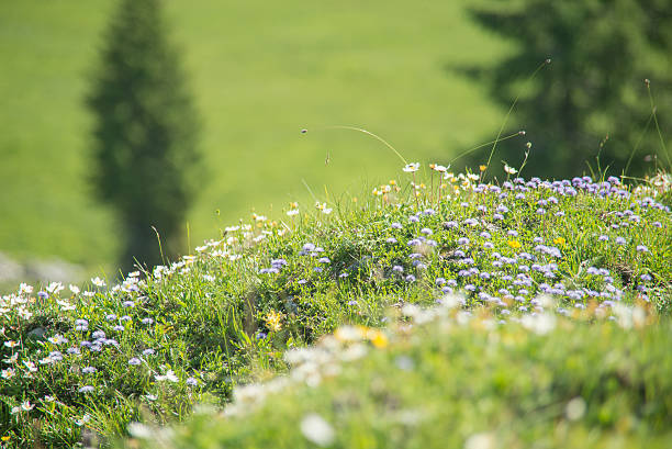 alpine fresh meadow in sunny sky in bavaria engtal in karwendel