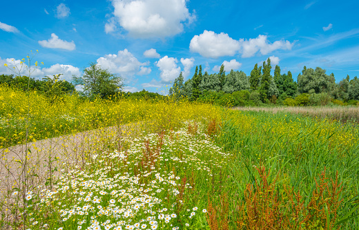 The shore of a lake in summer