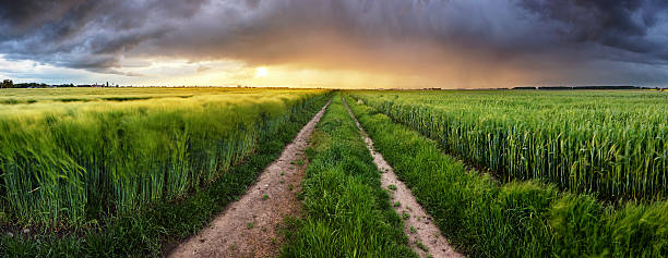 istock Wheat field green grass landscape sunset 544989682