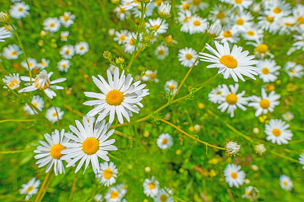 istock Wetland with wild flowers in summer 544989846