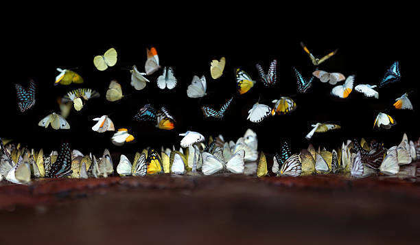 istock beautiful butterfly in nature 544989992