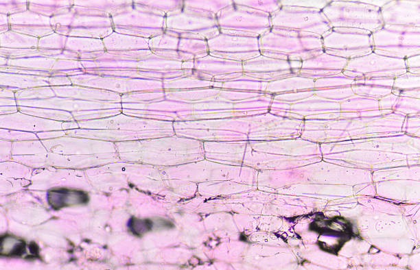 istock Cells of the onion skin 544990498