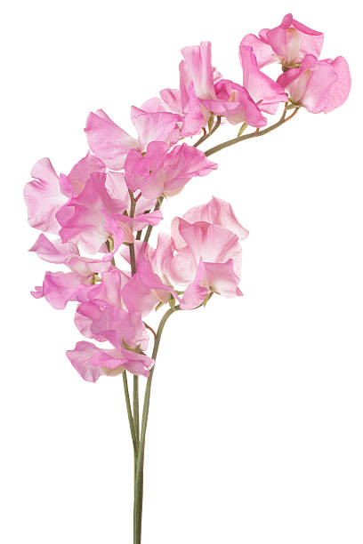 sweet pea stock photo