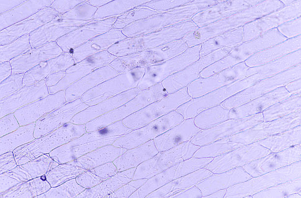 istock Cells of the onion skin 544990814