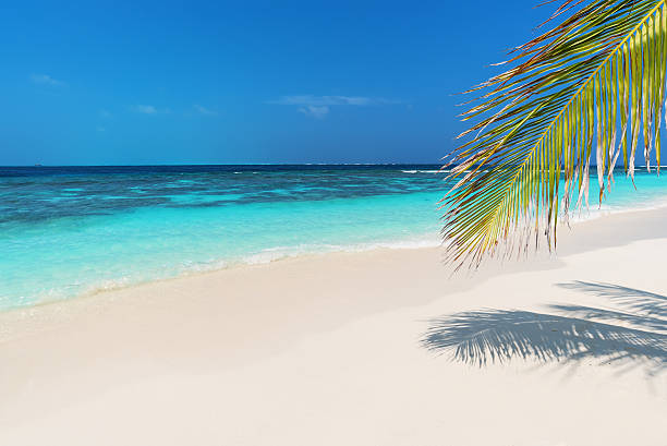 istock Palm leaves and tropical beach 544991132