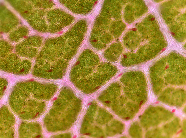 istock microscopic view of the leaf surface showing plant cells. 544992418