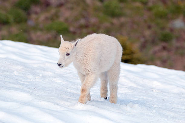 baby kid mountain ziege im schnee im olympic national park - puget sund stock-fotos und bilder
