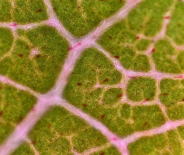 istock microscopic view of the leaf surface showing plant cells. 544992616