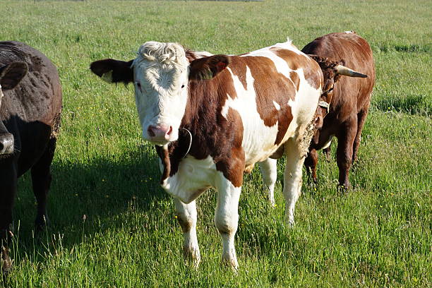 istock Germany Bavaria. Holstein Ox looks in to the camera 544992904