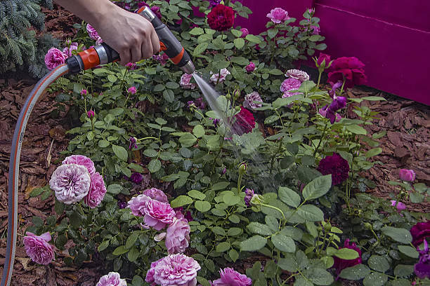 istock Watering the garden. 544992934