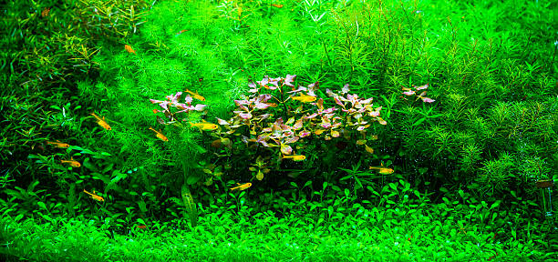 istock Green beautiful planted tropical freshwater aquarium 544992970