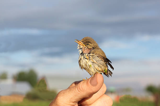 istock Wet baby bird sitting on a finger 544993192