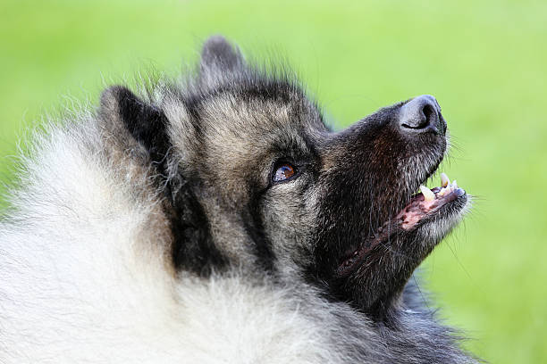 Portrait of German Spitz stock photo