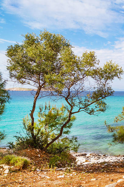 istock Summer vacation background with turquoise sea water bay and pine 544996054